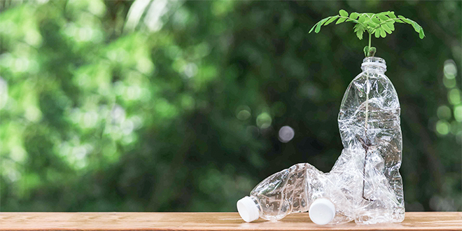 Eine grüne Pflanze steht in einer Plastikflasche